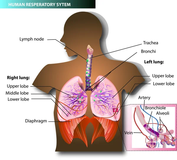 Respiratory system vector — Stock Vector