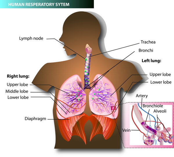 вектор дыхательной системы
