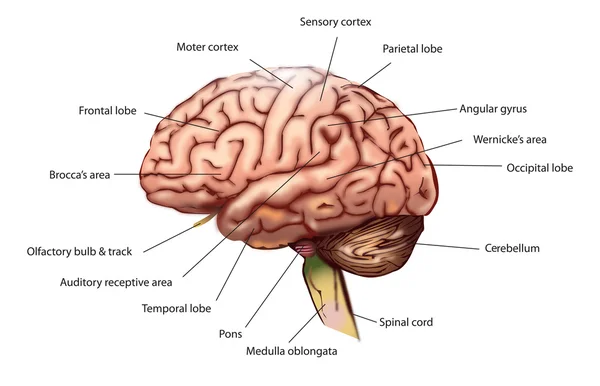 Vector cerebral humano — Archivo Imágenes Vectoriales