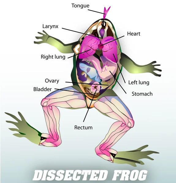 Vecteur de grenouille disséquée — Image vectorielle