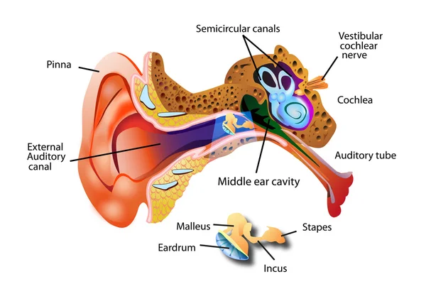 Parts of the ear vector Vector Graphics