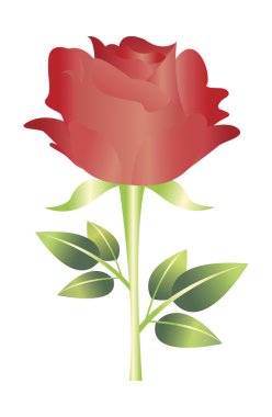 kırmızı gül çiçeği vektör