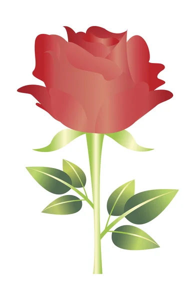 Rosa vermelha vetor flor — Vetor de Stock