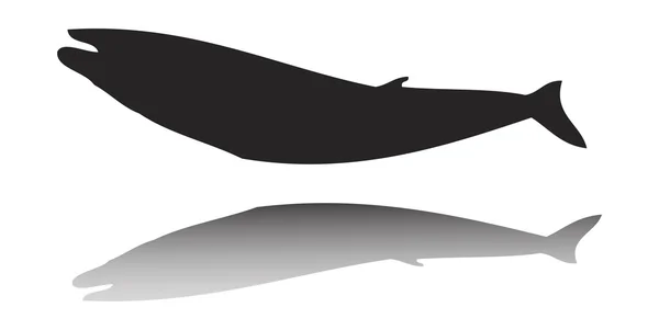 Ilustración clipart vector ballena — Vector de stock