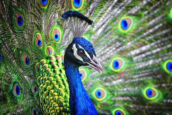 Färgglada peacock porträtt — Stockfoto