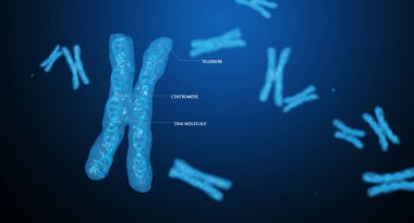 Genetics research x chromosome. Centromere, DNA, telomere. 3D render clipart