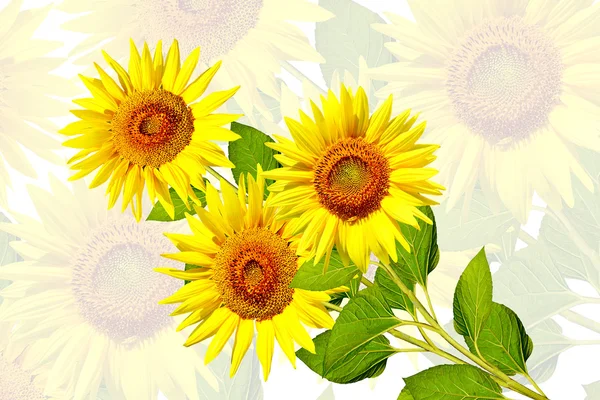 Bellissimo girasole isolato — Foto Stock