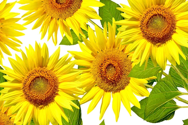 Bellissimo girasole isolato — Foto Stock