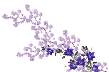 Beyaz elma çiçekleri dalı 