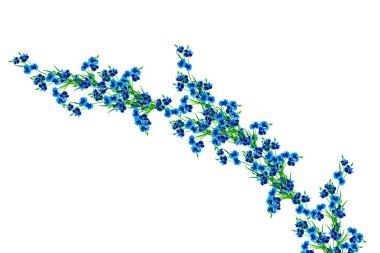 çiçek renkli fakirler izole beyaz arka plan üzerinde.