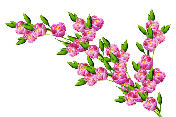 Весенние цветы тюльпаны изолированы на белом фоне. — стоковое фото