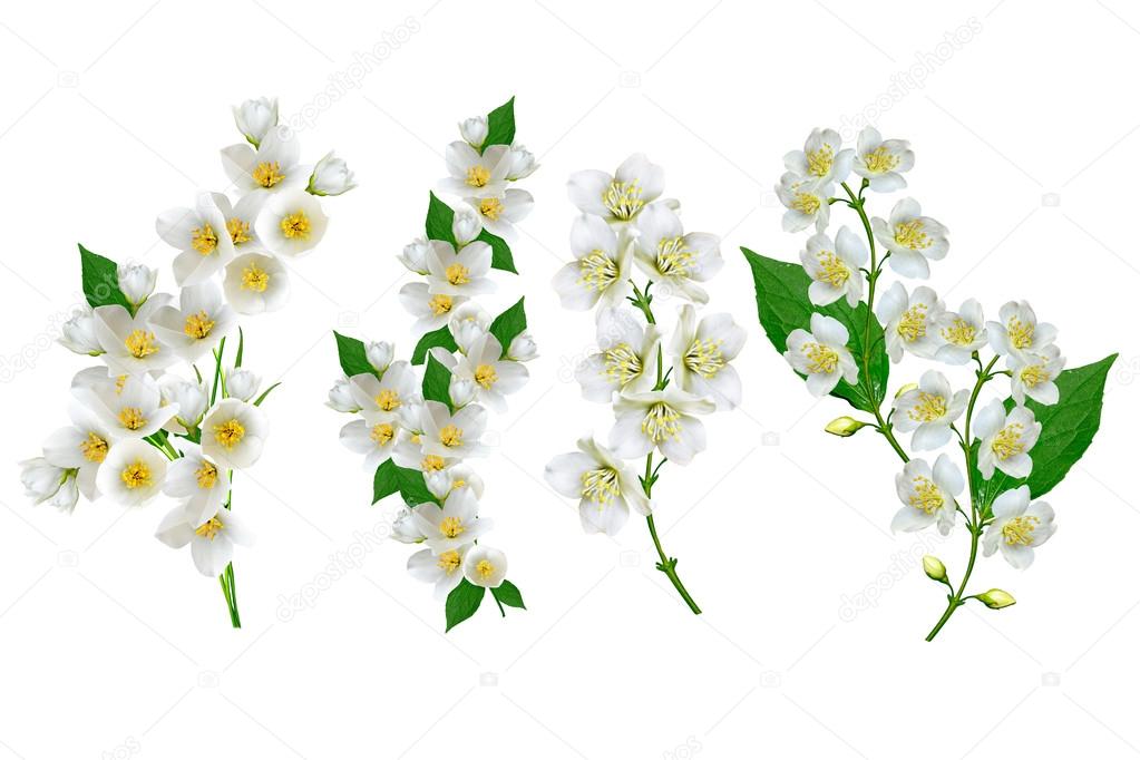 White jasmine flower. 
