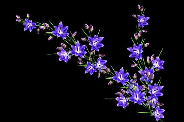 Campanula Blüten Zweig isoliert auf schwarzem Hintergrund. Feinfühligkeit — Stockfoto