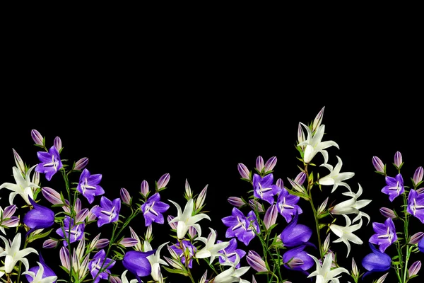 Campanula bloemen twig geïsoleerd op zwarte achtergrond. delicate fl — Stockfoto