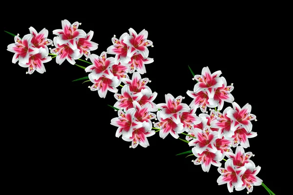 Blume Lilie isoliert auf schwarzem Hintergrund. — Stockfoto