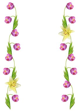 bahar çiçekleri beyaz arkaplanda izole laleler