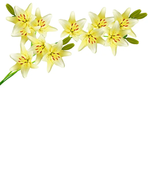Giglio fiore isolato su sfondo bianco. — Foto Stock