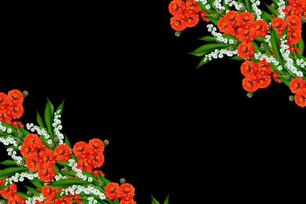 Zinnias blommor isolerad på svart bakgrund. — Stockfoto