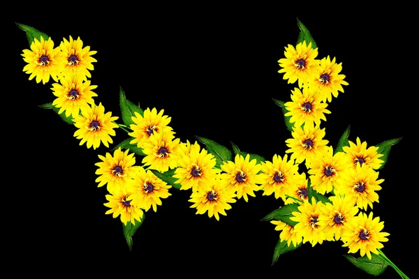 Rudbeckia квіти ізольовані на чорному тлі. жовт квітЄ — стокове фото