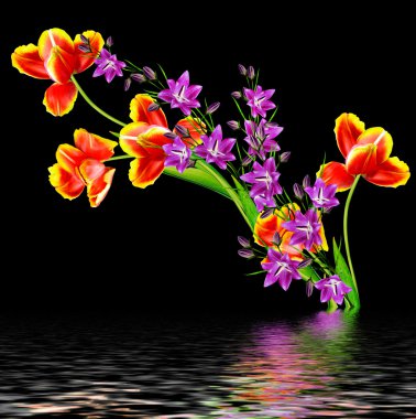 bahar çiçekleri siyah arkaplanda izole laleler. 
