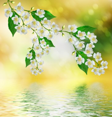 Beyaz Yasemin çiçeği. 