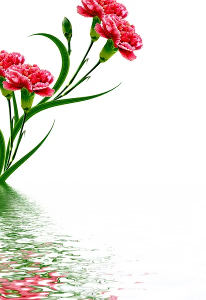 花カーネーションの花束。花白れたら上に分離 — ストック写真