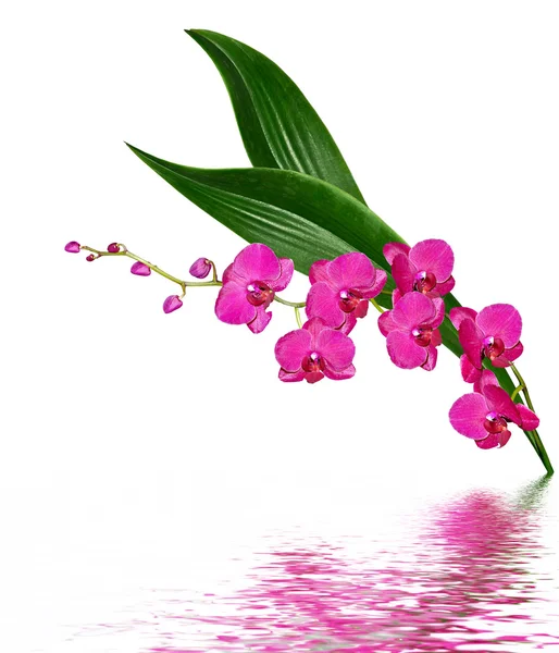 Orchidee bloem geïsoleerd op witte achtergrond — Stockfoto