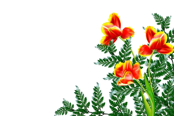 Våren blommor tulpaner isolerade på vit bakgrund. — Stockfoto