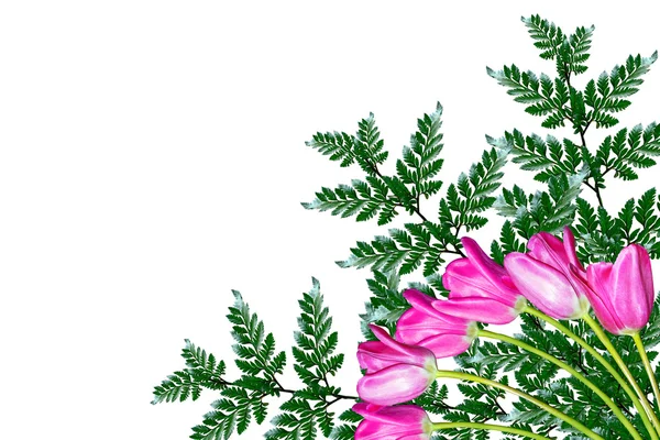 Våren blommor tulpaner isolerade på vit bakgrund. — Stockfoto