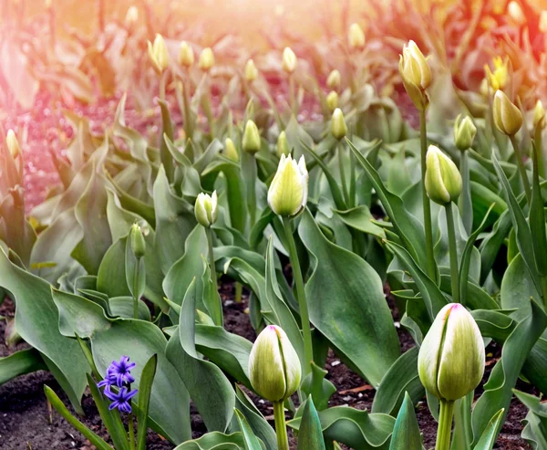 Blumen Tulpen und Hyazinthen im Frühlingspark. — Stockfoto