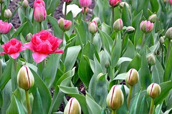 Flowers tulips in the spring park. — Stock Photo, Image