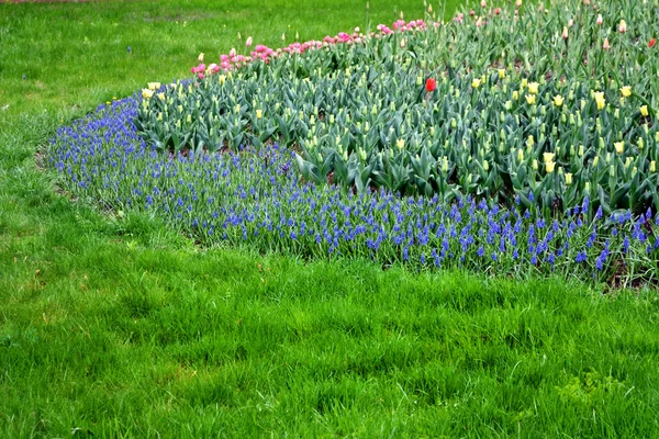 花チューリップとヒヤシンスの春パークで。春の風景. — ストック写真