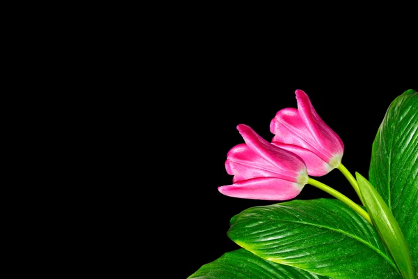 Весенние цветы тюльпаны изолированы на черном фоне. — стоковое фото
