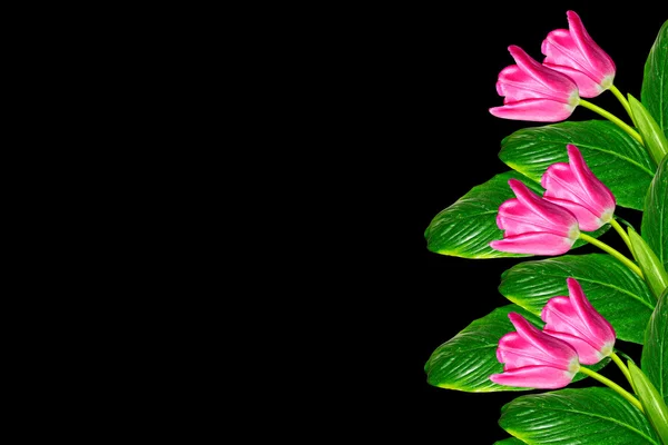 Flores de primavera tulipanes aislados sobre fondo negro. —  Fotos de Stock