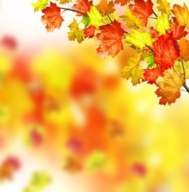 herfst gebladerte. Gouden herfst