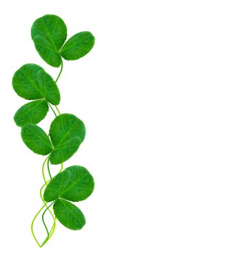 Bir arka plan yaz manzara yapraklarda Yeşil yonca.