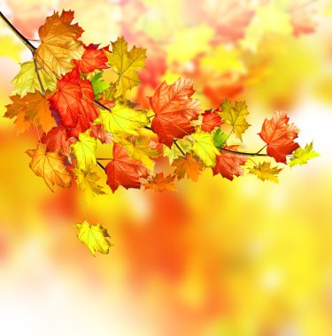 herfst gebladerte. Gouden herfst