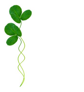 Bir arka plan yaz manzara yapraklarda Yeşil yonca.