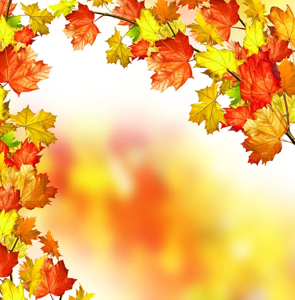 Fogliame autunnale. Autunno d'oro — Foto Stock