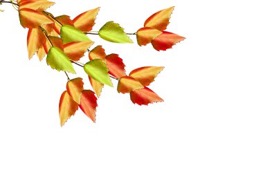 sonbahar yaprakları beyaz arkaplanda izole. 