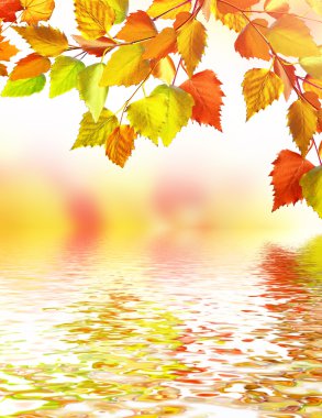 herfst gebladerte. Gouden herfst