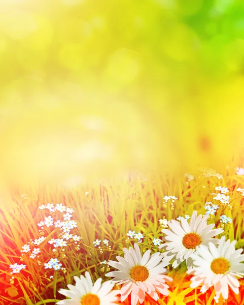 Fiori di campo margherite. Paesaggio estivo . — Foto Stock