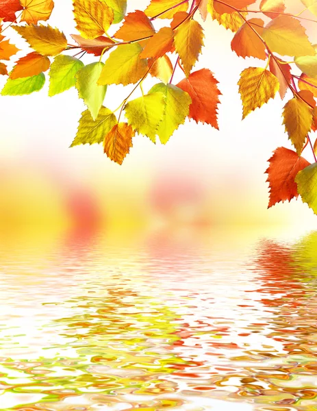 Fogliame autunnale. Autunno d'oro — Foto Stock