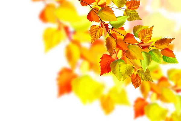 Őszi levelek elszigetelt fehér háttér. — Stock Fotó
