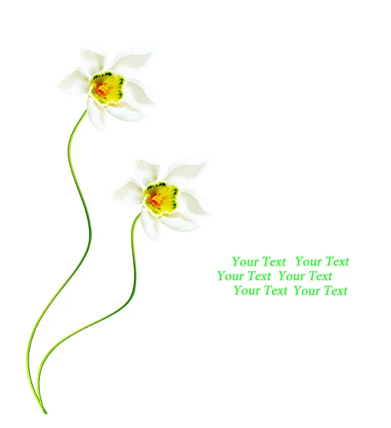 Wiosenne kwiaty przebiśniegów na białym tle. — Zdjęcie stockowe