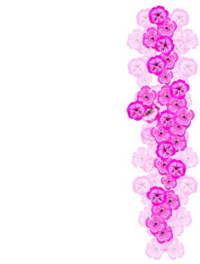 çiçekler karanfil buketi.