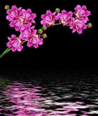 siyah arka plan üzerine izole Şakayık çiçekleri. 