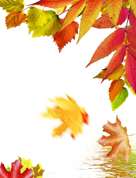 Το φθινόπωρο τα φύλλα σημύδας που απομονώνονται σε λευκό φόντο — Φωτογραφία Αρχείου
