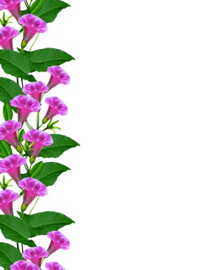 Beyaz arkaplanda izole edilmiş çan çiçeği