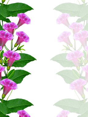 Beyaz arkaplanda izole edilmiş çan çiçeği